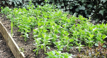 Jak zasadit hrách před zimou a je možné to udělat